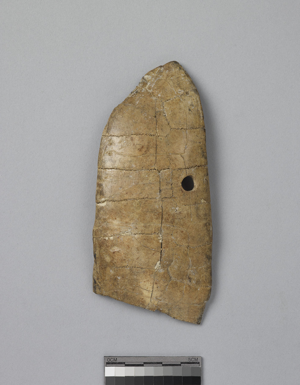Reshaped Tortoise Carapace  Yi Bian 4681