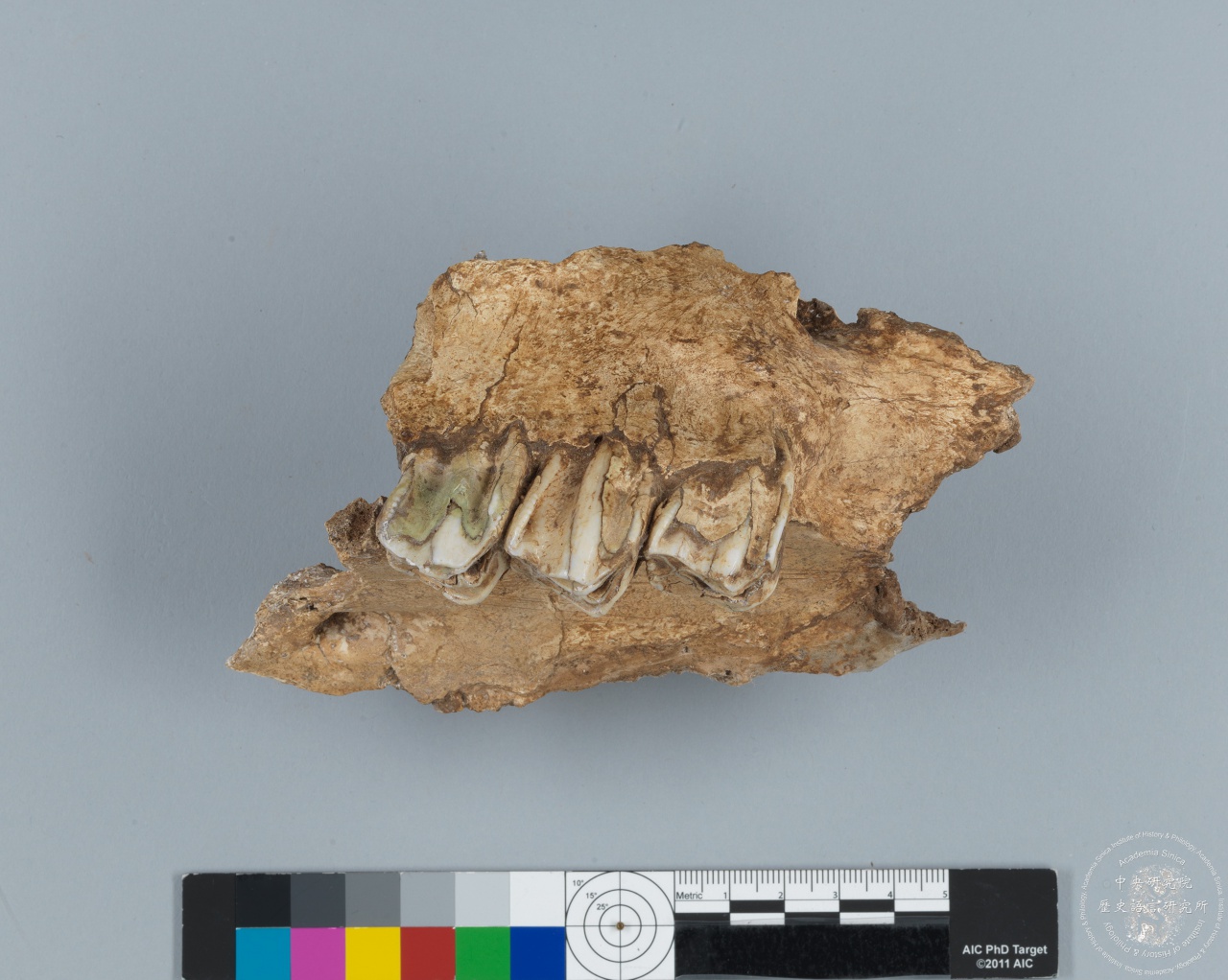 Inscribed Bovid Skull Chia 3939