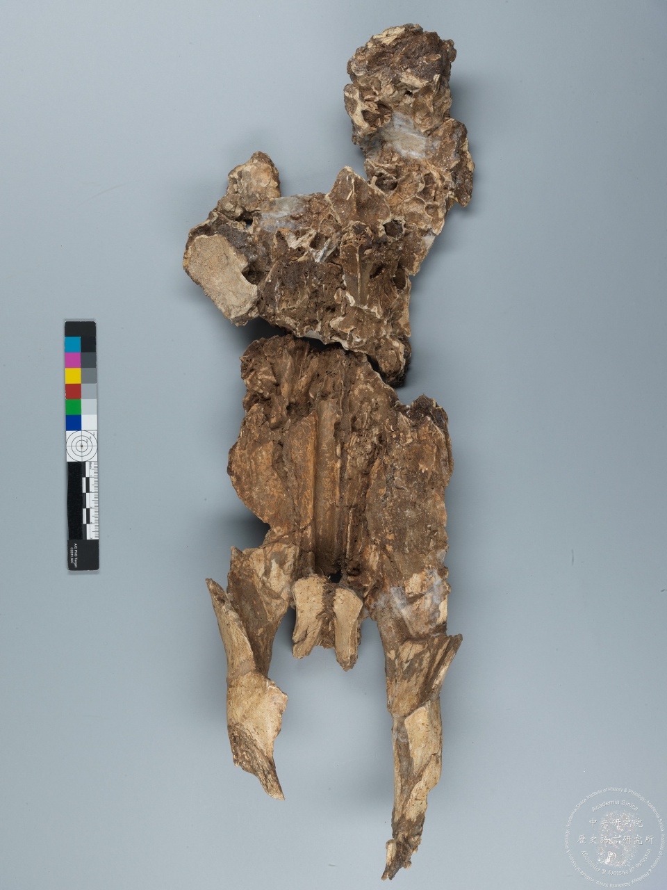 Inscribed Bovid Skull Chia 3939