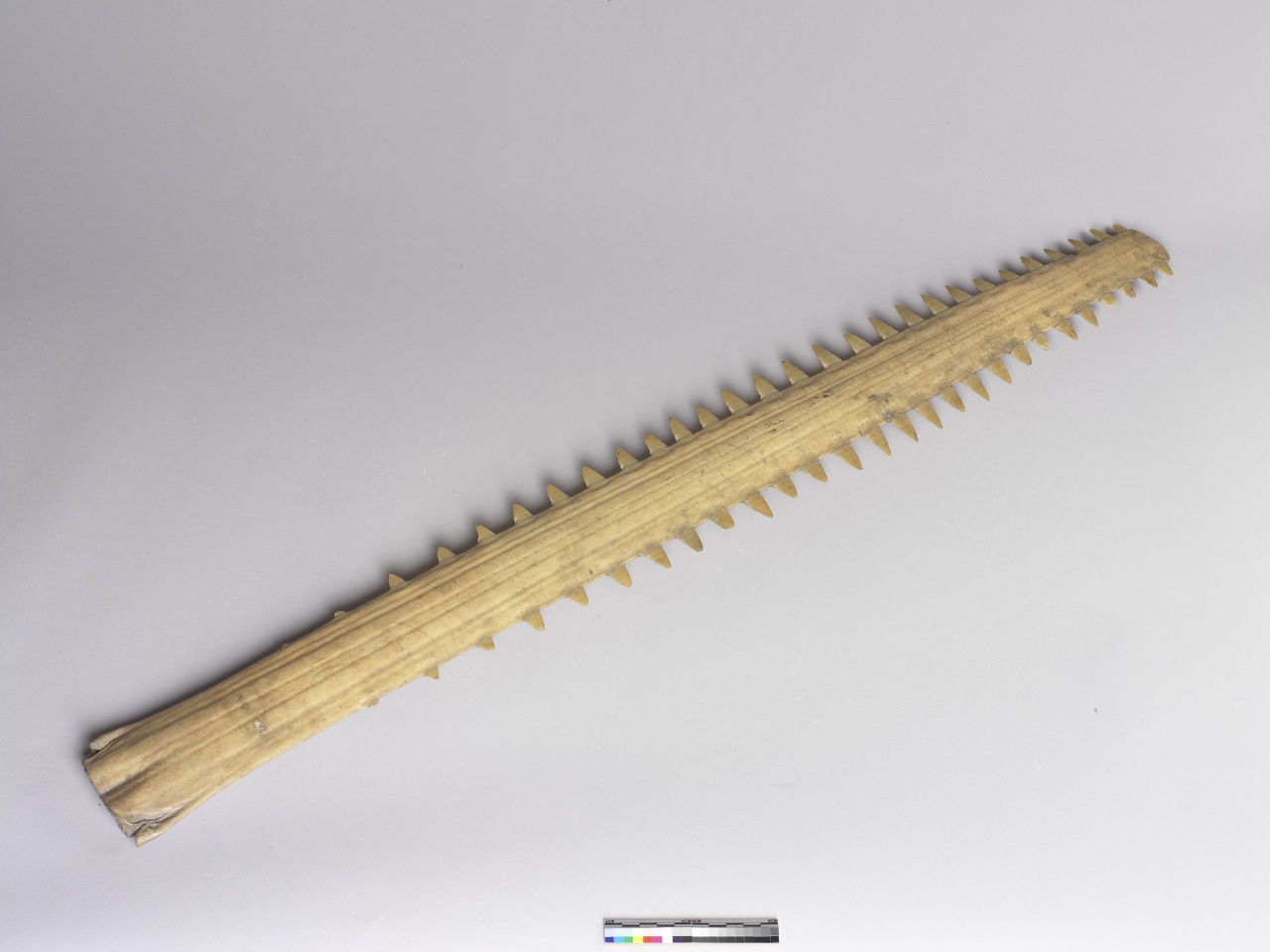 Long-bladed Snout with Teeth of Pointed Sawfish