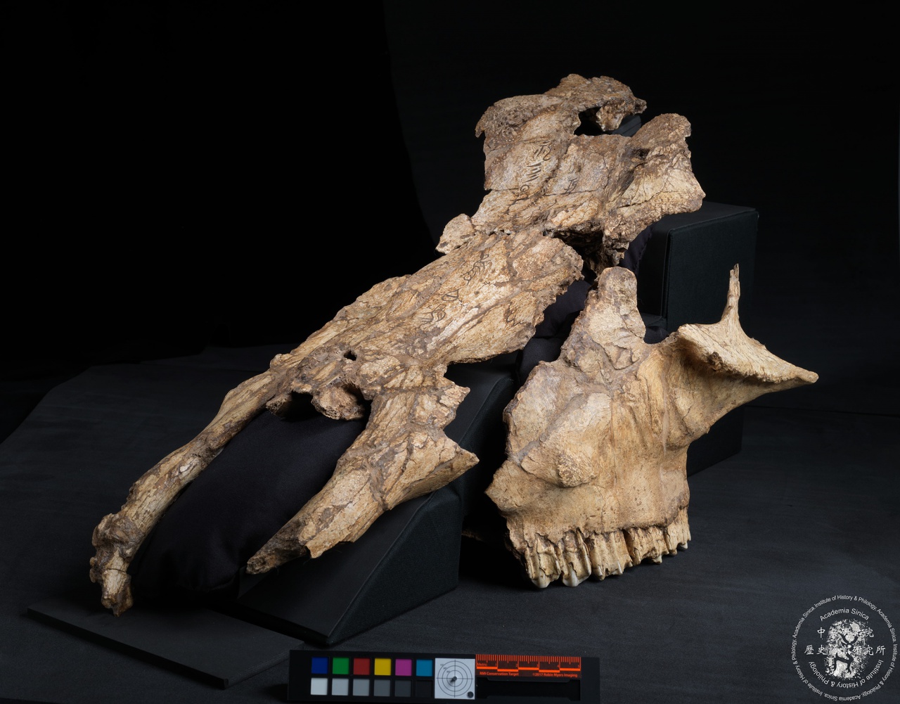 Inscribed Bovid Skull Chia 3939