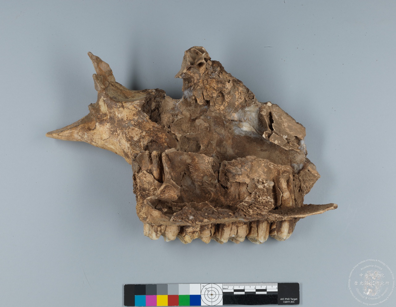 Inscribed Bovid Skull Chia 3939