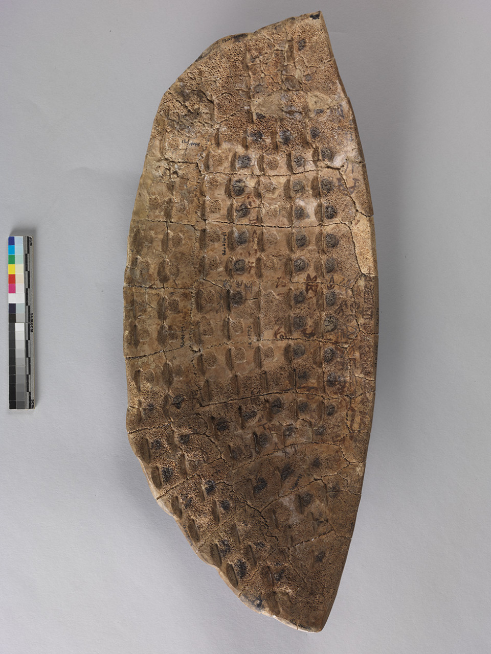 Fanned Tortoise Carapace for Divination Bing Bian 0065