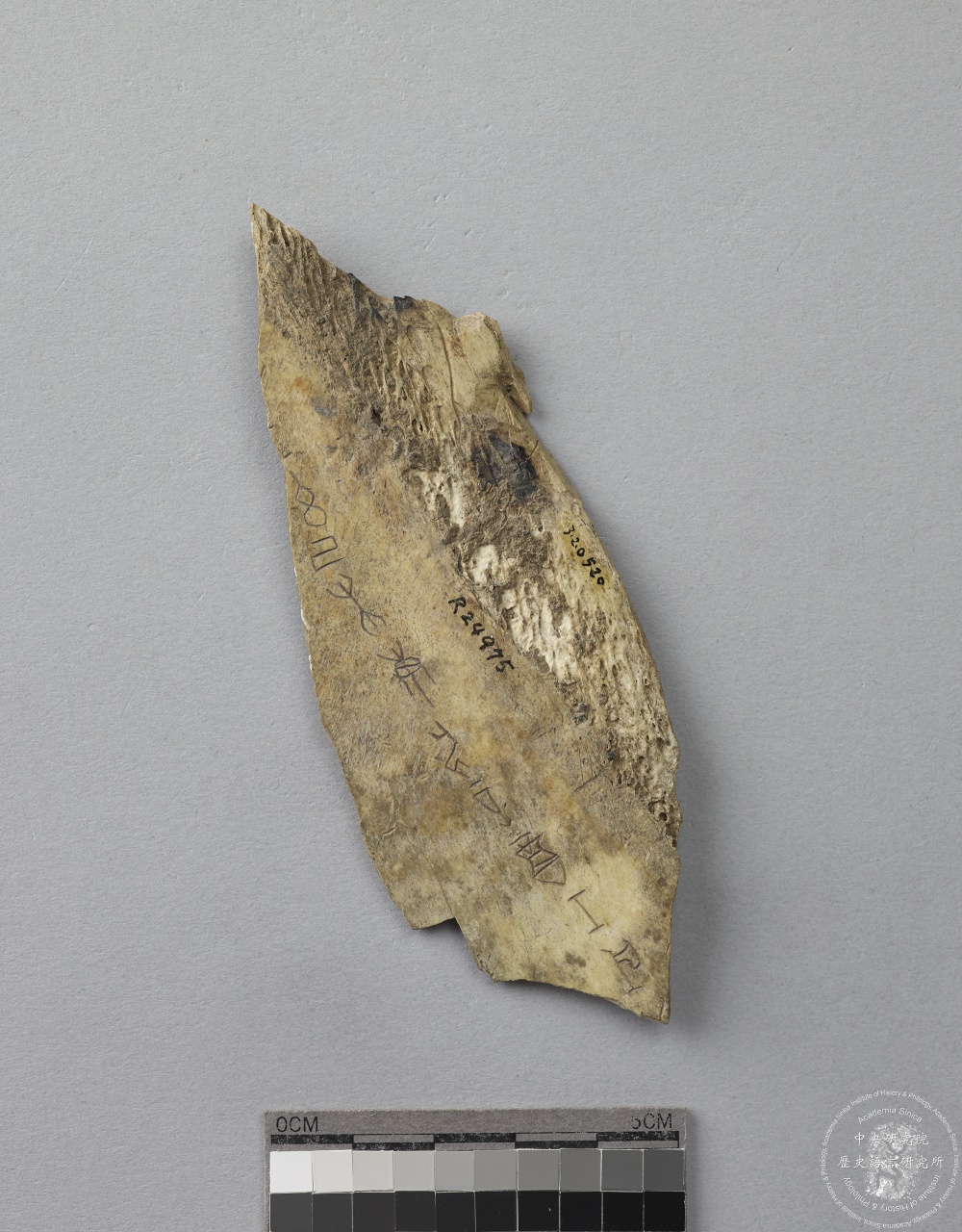 Inscribed Animal Bone Fragment Chia 2624