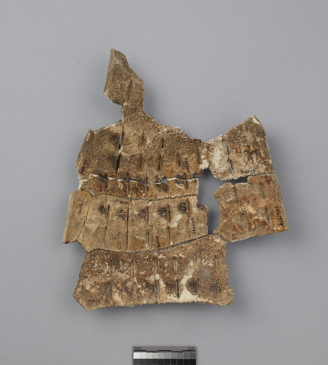 Tortoise Carapace Fragments  Yi Bian 4817+5061+5520+5804+6087+R60751