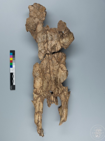 Inscribed Bovid Skull Chia 3939