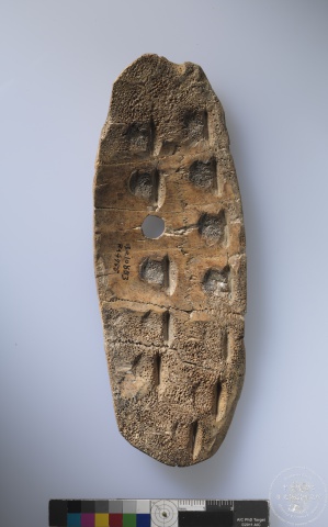 Inscribed Carapace I 4683