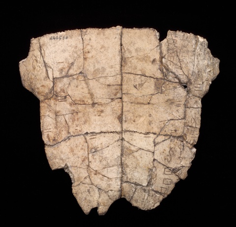 Inscribed Plastron Ping 0533