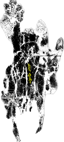 Inscribed Bovid Skull Chia 3939