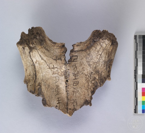 ​​​​Inscribed Deer Skull Chia 3941