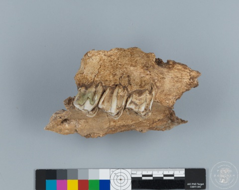 Inscribed Bovid Skull Chia 3939