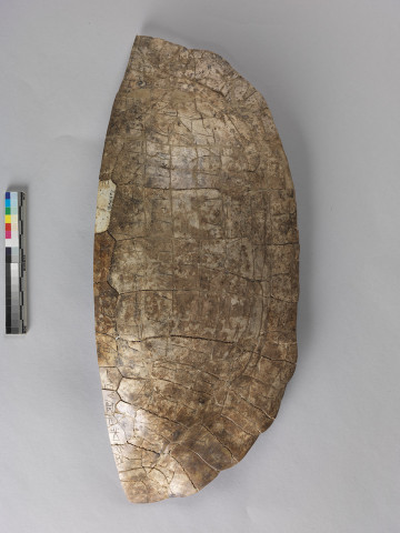 Fanned Tortoise Carapace for Divination Bing Bian 0065