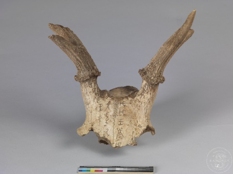 Inscribed Deer Skull Chia&nbsp;3940