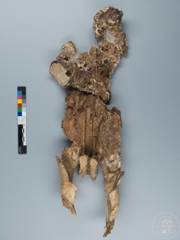 Inscribed Bovid Skull Chia 3939