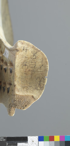 Ox Scapula for Recording Important Events  Jia Bian 3333+3361