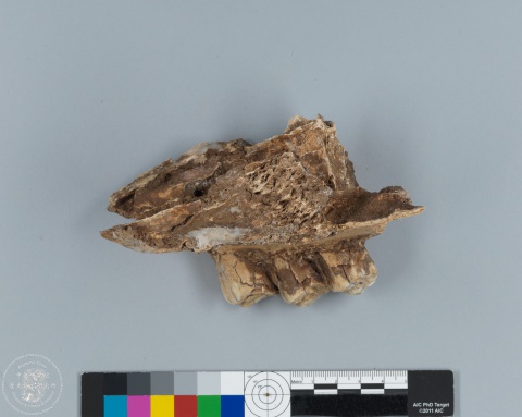 Inscribed Bovid Skull Chia 3939