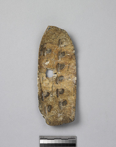 Reshaped Tortoise Carapace Yi Bian 5271