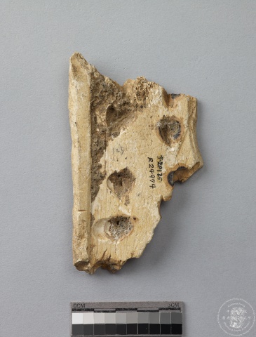 Inscribed Animal Bone Fragment Chia 2336