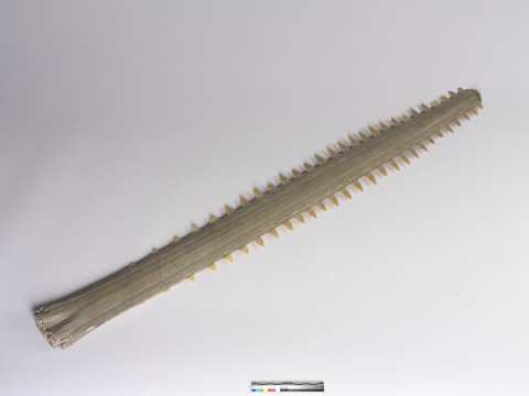Long-bladed Snout with Teeth of Pointed Sawfish