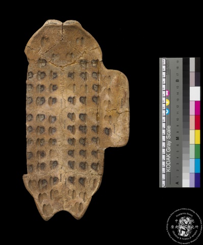 Inscribed Plastron I 4718
