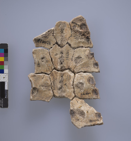 Tortoise Carapace Fragments  Jia Bian 0959