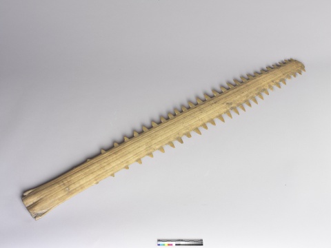 Long-bladed Snout with Teeth of Pointed Sawfish