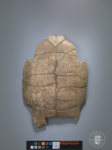 Inscribed Plastron I 4603