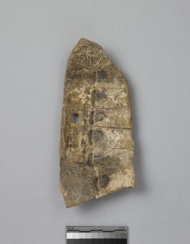 Reshaped Tortoise Carapace  Yi Bian 4681