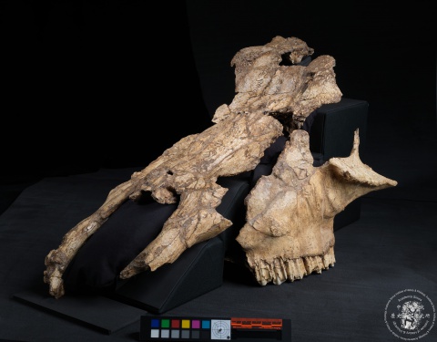 Inscribed Bovid Skull Chia 3939