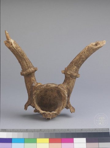 Inscribed Deer Skull Chia 3940