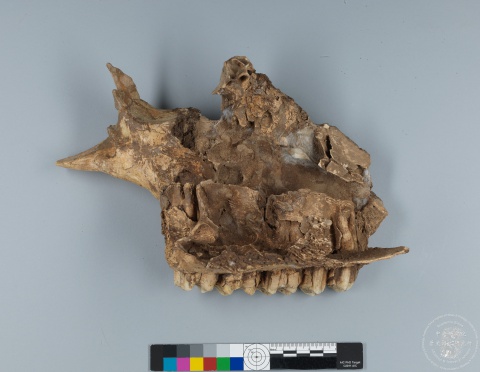 Inscribed Bovid Skull Chia 3939