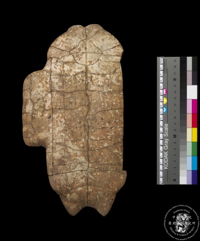 Inscribed Plastron I 4718