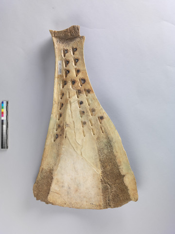 Ox Scapula for Recording Important Events  Jia Bian 3333+3361