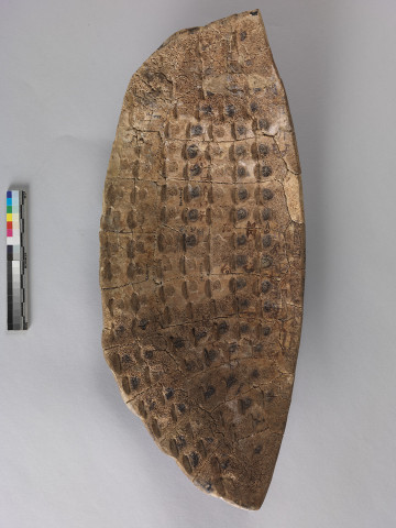 Fanned Tortoise Carapace for Divination Bing Bian 0065
