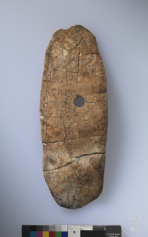 Inscribed Carapace I 4683
