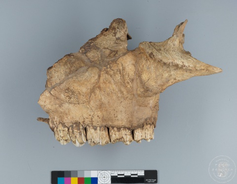 Inscribed Bovid Skull Chia 3939