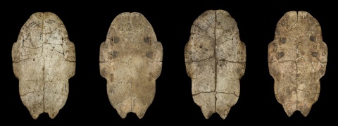 Oracle Bone Set Ping 0028 and 0030