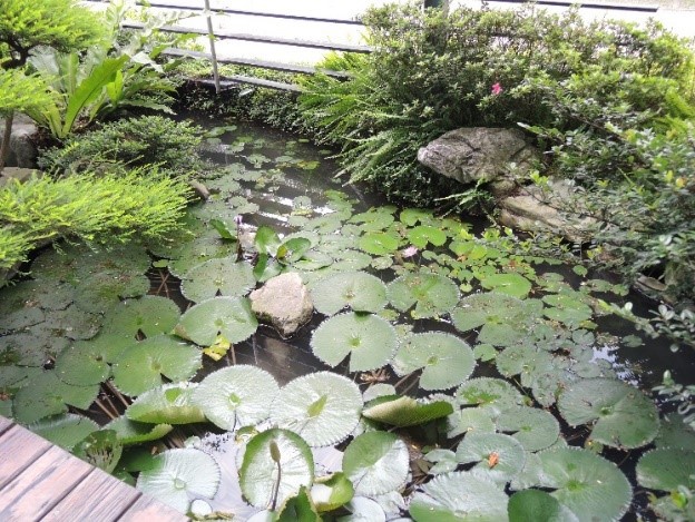 文物館生態池