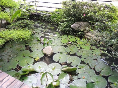 文物館生態池