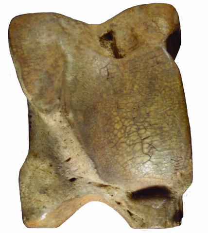 Inscribed Bovid Talus  I-pien 8688