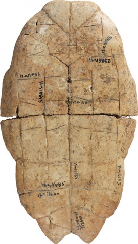 1.Oracle Bones From Chongqing to Taipei