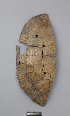 Preparation of Tortoise Carapaces