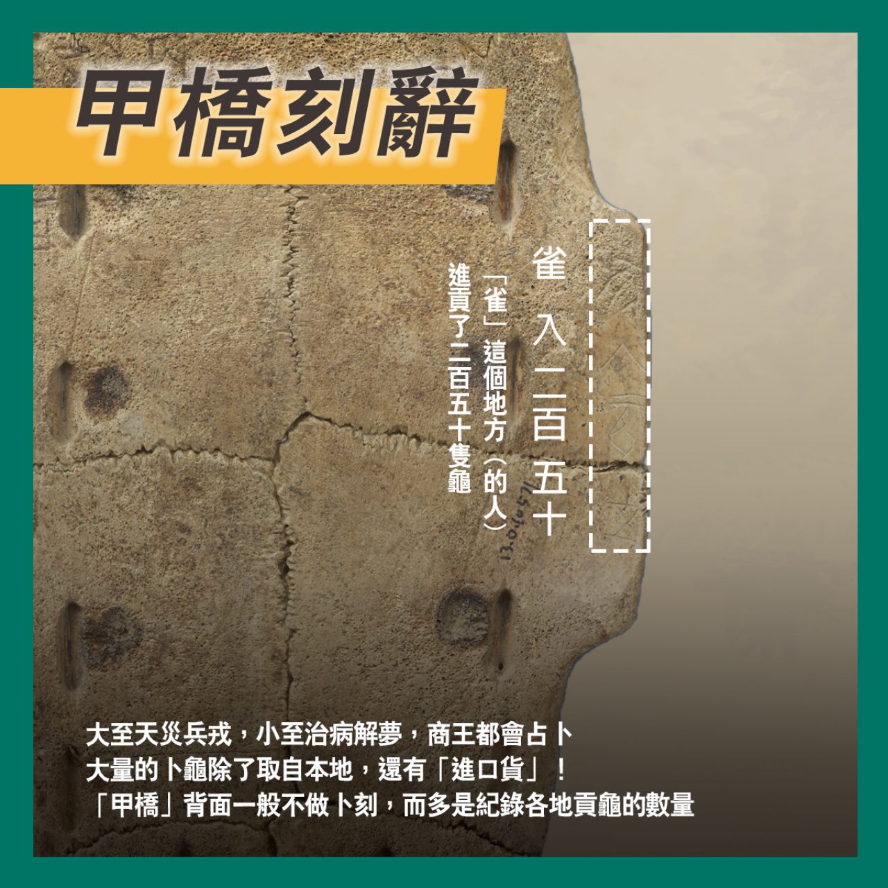 通天神龜──商代占卜用具說明書