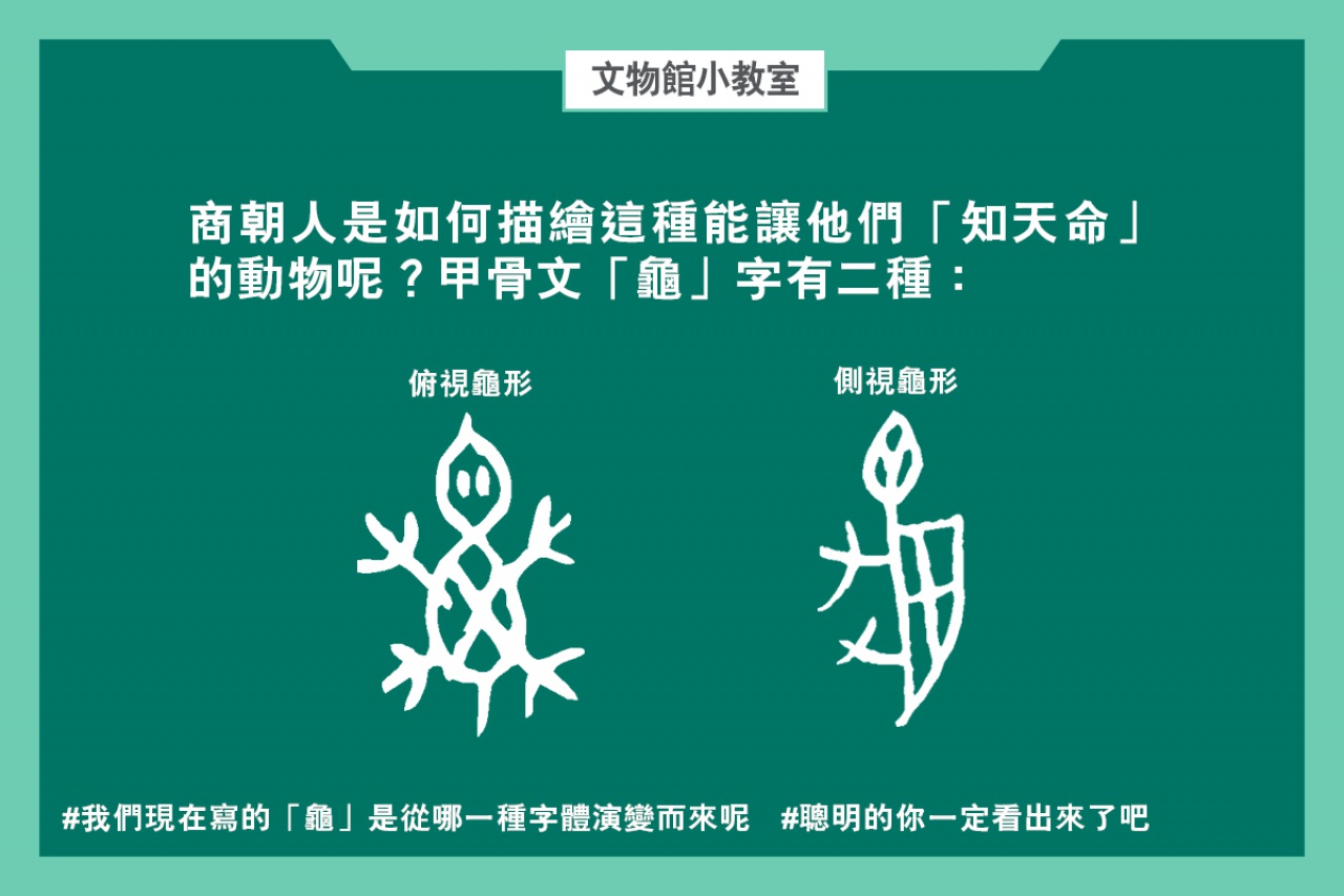 通天神龜──商代占卜用具說明書