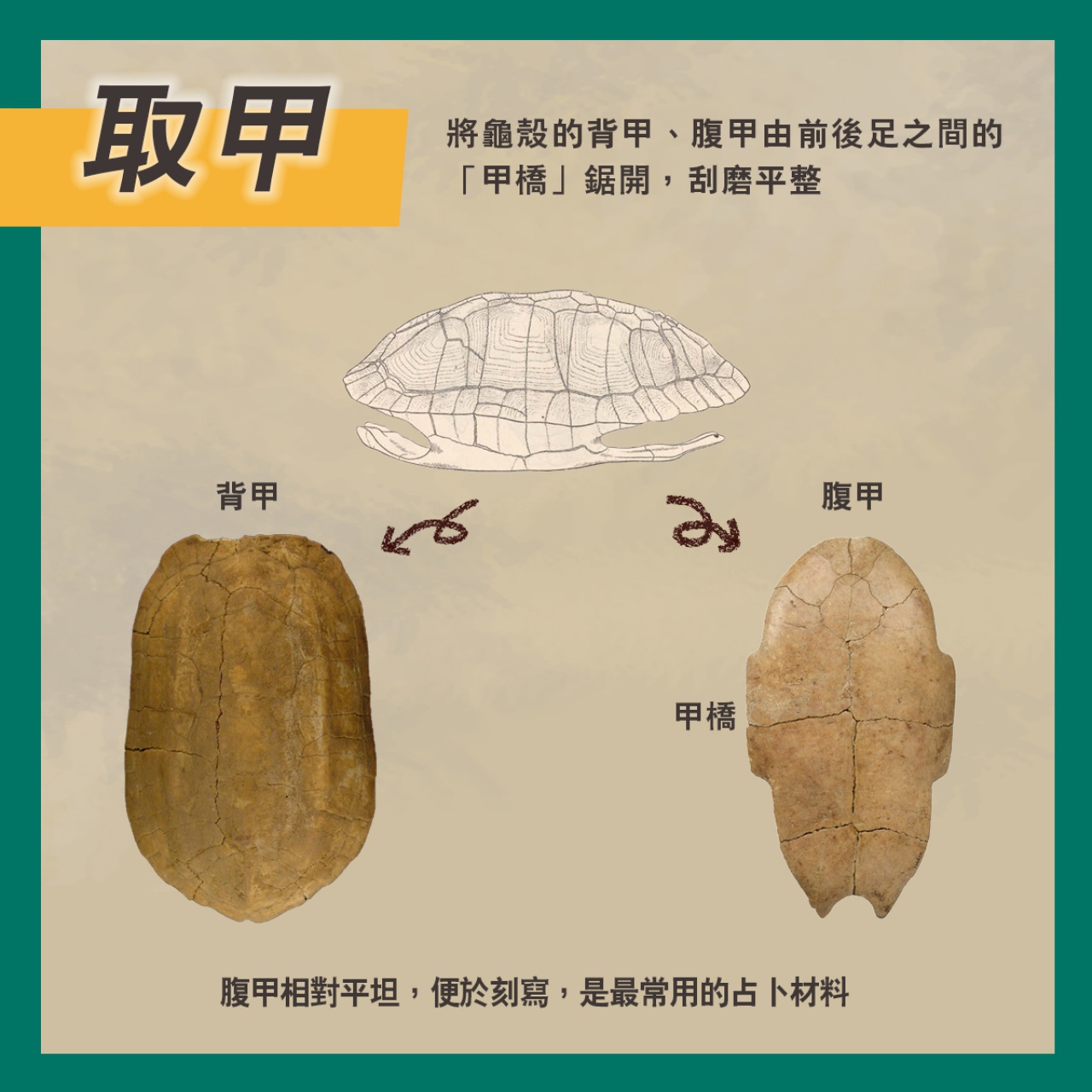 通天神龜──商代占卜用具說明書