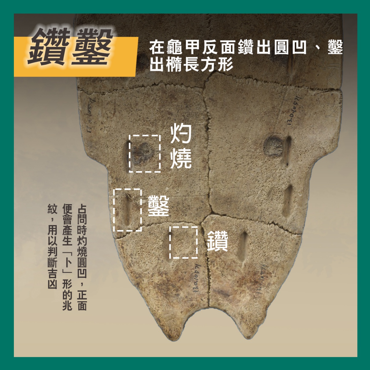 通天神龜──商代占卜用具說明書