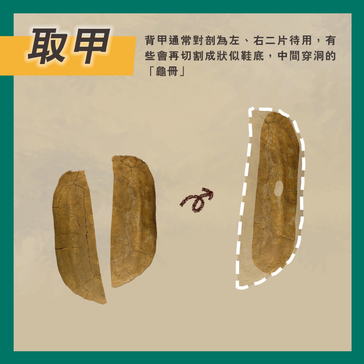 通天神龜──商代占卜用具說明書