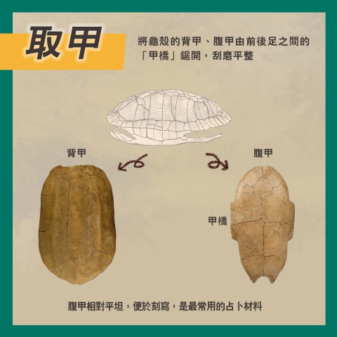 通天神龜──商代占卜用具說明書