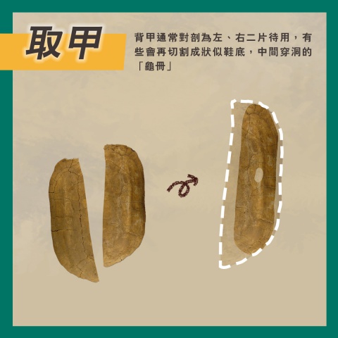 通天神龜──商代占卜用具說明書