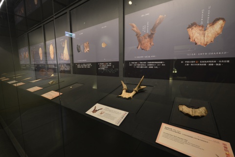 甲骨明星展